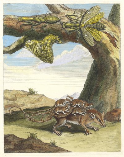 Rotte af skoven. Fra bogen Metamorphosis insectorum Surinamensium, 1705. af Maria Sibylla Merian