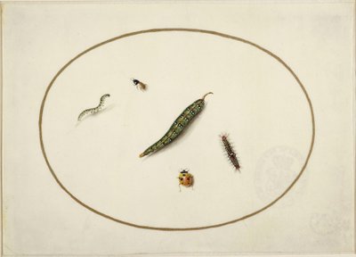 Larver og insekter, i en vandret oval, indrammet af en gylden linje, fint udført som en miniature af Maria Sibylla Merian