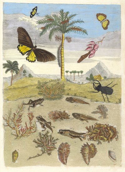 Hjortebille, padder og palmer. Fra bogen Metamorphosis insectorum..., 1705. af Maria Sibylla Merian