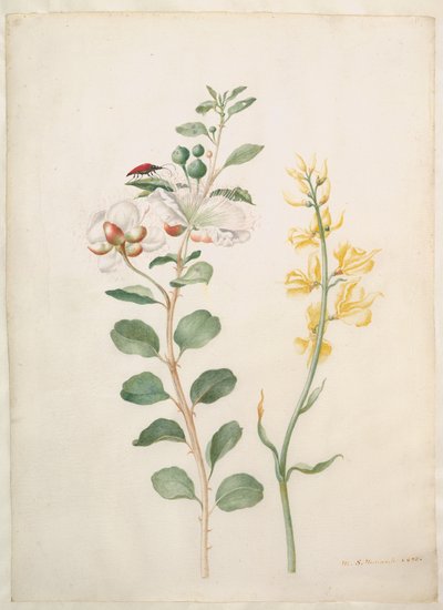  af Maria Sibylla Merian