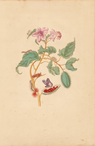 Rocu-træet med larver, møl og sommerfugle af Maria Sibylla Merian