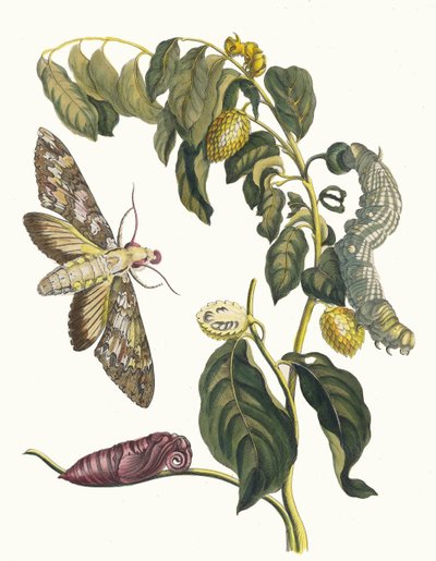 Zursak. Fra bogen Metamorphosis insectorum Surinamensium, 1705. af Maria Sibylla Merian