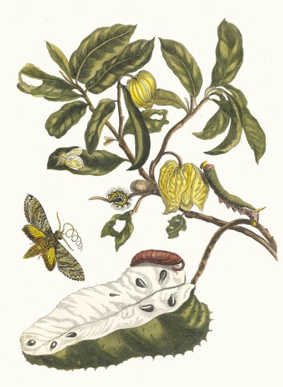 Zuursak. Fra bogen Metamorphosis insectorum Surinamensium, 1705. af Maria Sibylla Merian