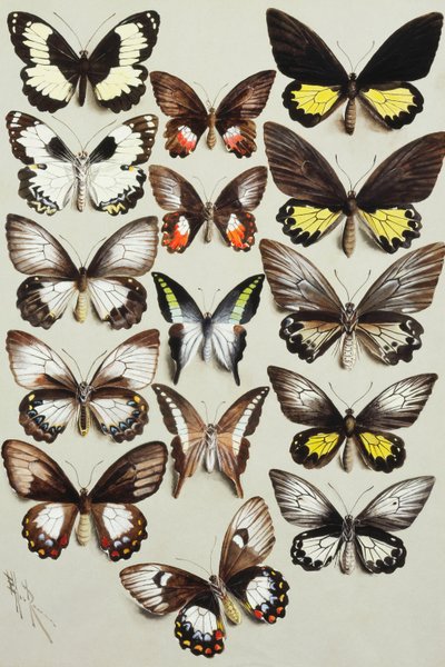 Femten Svalehalesommerfugle (Familie Papilionidae) i tre kolonner af Marian Ellis Rowan