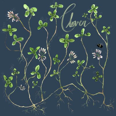 Clover Botanical, 2021 (akvarel på papir) af Marianna Kulukundis