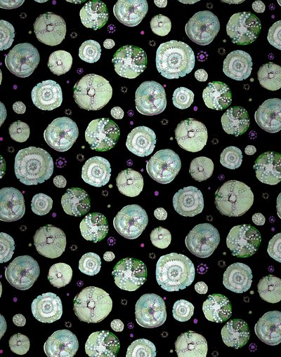 Sea Urchin Black, 2020 (akvarel på papir) af Marianna Kulukundis