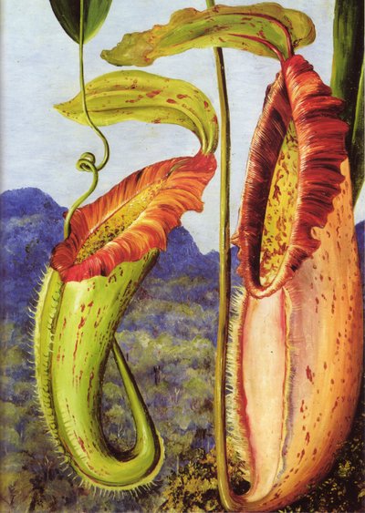 En ny kandebærerplante fra kalkstensbjergene i Sarawak, Borneo af Marianne North
