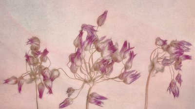 Fint tørrede blomster af Marie-anne Stas