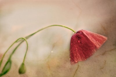 Delikat valmueblomst af Marie-anne Stas