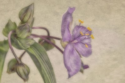 Delikat lilla blomst af Marie-anne Stas