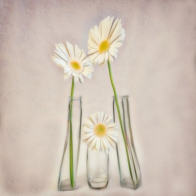 Elegante hvide gerberaer af Marie-anne Stas