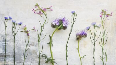Æteriske vilde blomsterstængler af Marie-anne Stas