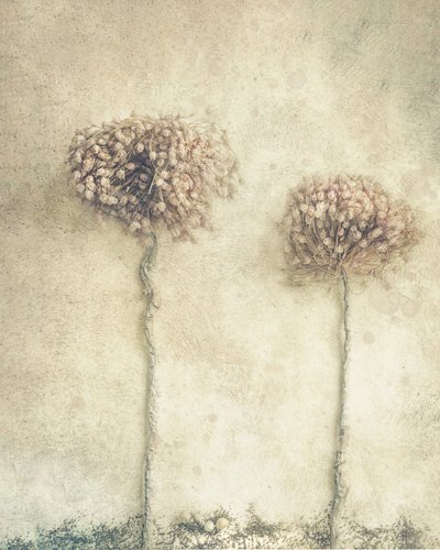 Rustikke tørrede blomster af Marie-anne Stas