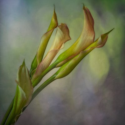 Bløde calla-liljer af Marie-anne Stas