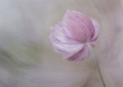 Blid lyserød blomst af Marie-anne Stas