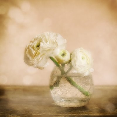 Blød ranunkelblomst af Marie-anne Stas