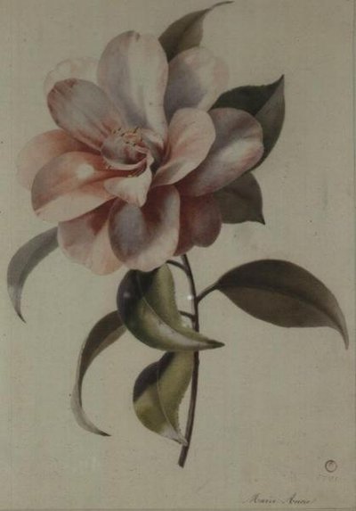 Camellia af Marie Anne