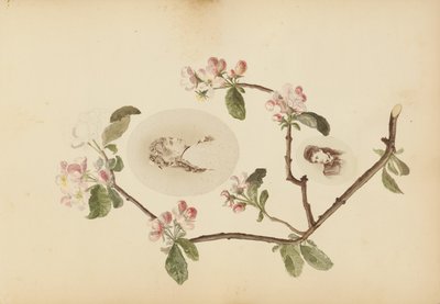 Madame B-albummet af Marie-Blanche-Hennelle Fournier