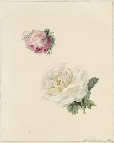 Studier af en lyserød og en hvid rose af Marie Louise Praetorius