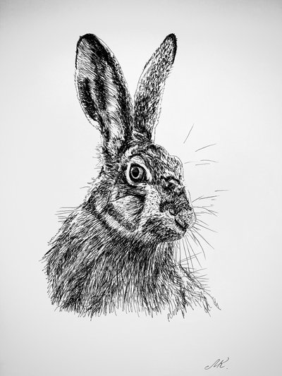 Tegning af en nysgerrig hare af Marina Kozyr