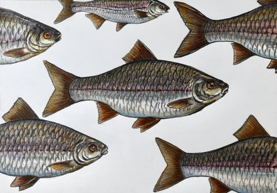 Illustration af en svømmende fisk af Marina Kozyr