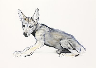 Adolescent Arabian Wolf Pup, 2009 (conte und charcoal på papir) af Mark Adlington