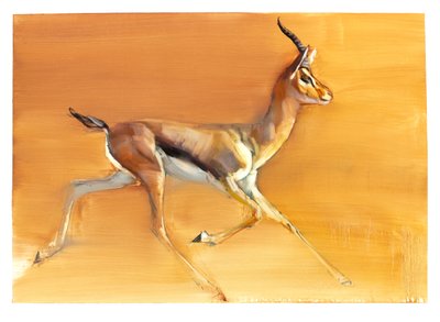 Arabian Gazelle, 2010 (olie på papir) af Mark Adlington