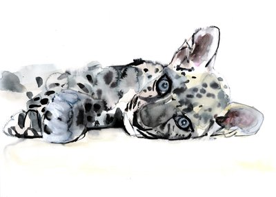 Arabisk leopardunge, 2008 af Mark Adlington