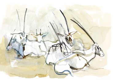 Arabian Oryx, 2010 (olie på papir) af Mark Adlington