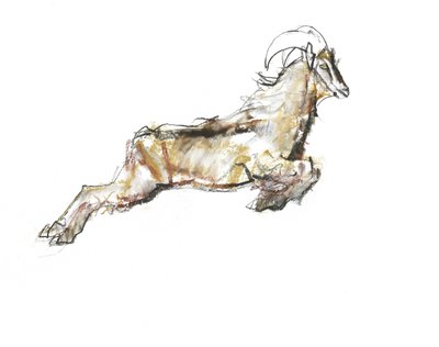 Arabian Tahr, 2009 (conte og kul på papir) af Mark Adlington