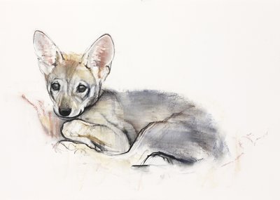 Curled Arabian Wolf Pup, 2009 (conte und charcoal på papir) af Mark Adlington