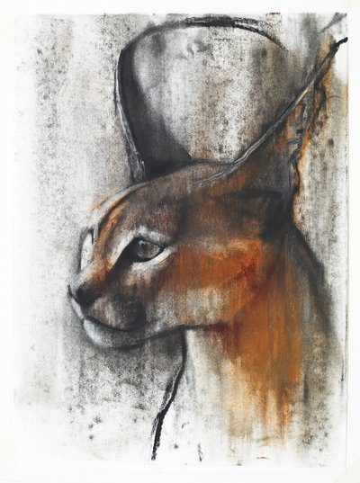 Egyptisk (Arabisk Caracal), 2009 (conte und charcoal på papir) af Mark Adlington