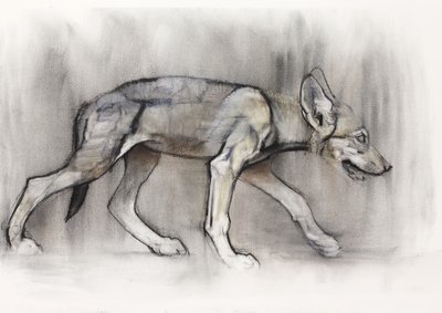 Lean Pup (Arabian Wolf), 2009 (conte og kul på papir) af Mark Adlington