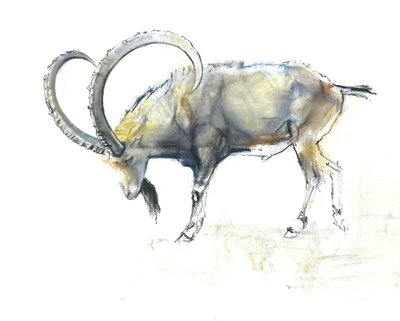 Nubian Ibex, 2008 (conte und charcoal på papir) af Mark Adlington