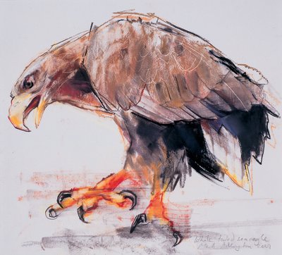 Raptor, 2001 (charcoal und conte på papir) af Mark Adlington
