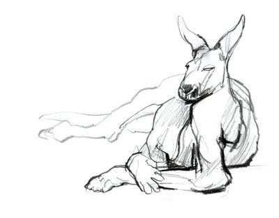 Hvilende atlet (Red Kangaroo), 2012, (grafit på papir) af Mark Adlington