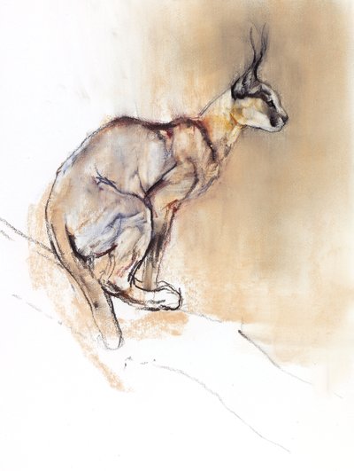 Siddende Caracal, 2009 (conte und charcoal på papir) af Mark Adlington