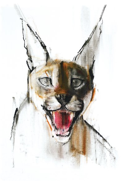 Snarl (Arabian Caracal), 2009 (conte und charcoal på papir) af Mark Adlington