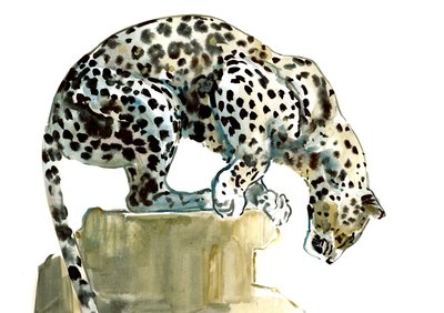 Spine (Arabian Leopard), 2015, (akvarel og gouache på papir) af Mark Adlington