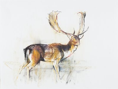 Studie af en kronhjort (charcoal und conte på papir) af Mark Adlington
