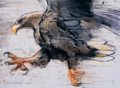 Talons - Havørn, 2001 (charcoal und conte på papir) af Mark Adlington