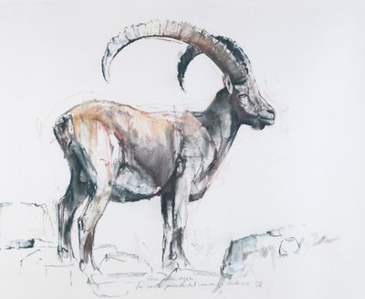 Venerando Stambecco, 2006 (trækul og conte på papir) af Mark Adlington