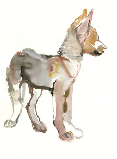 Waggle (Arabian Wolf Pup), 2011, (akvarel og gouache på papir) af Mark Adlington