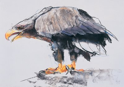 Havørn, 2001 (charcoal und conte på papir) af Mark Adlington