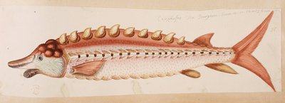 En fisk. af Mark Catesby