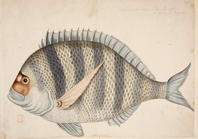 En fisk. af Mark Catesby