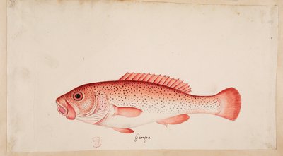 En fisk. af Mark Catesby