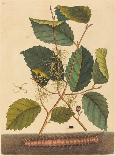 Tusindben (Scolopendra morsitans) af Mark Catesby