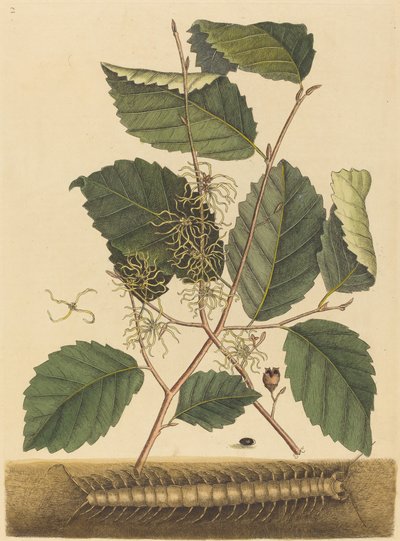 Centipede Scolopendra morsitans, udgivet 1731-1743. af Mark Catesby