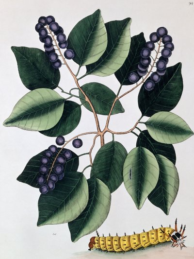 Pigeon Plum and a Great Horned Catterpillar, 1771 af Mark Catesby